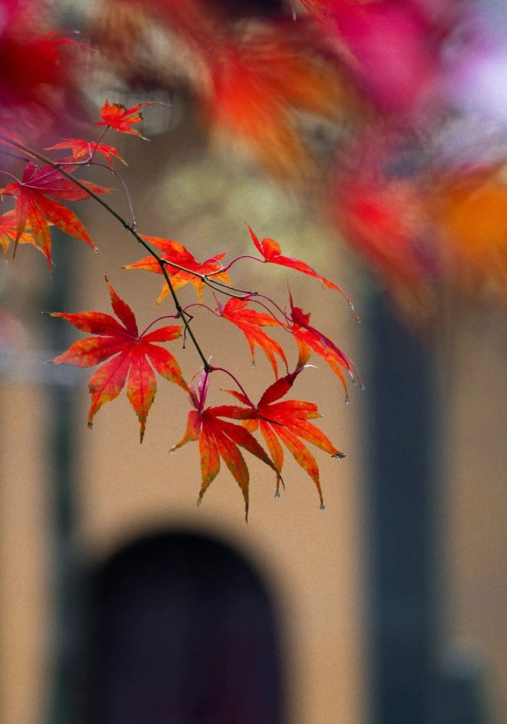 藏识｜以激扬宗风为己任 以道法未得其传为己忧——痴绝道冲禅师生平事略（上）