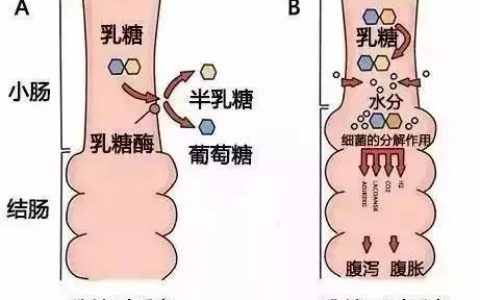 好营养从此不再靠牛奶！每天一杯五台山纯素台藜奶，带给你能量和惊喜！