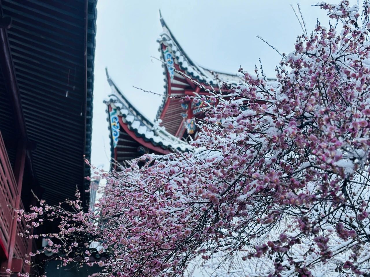 敬颂时绥，顺问冬安 ▍福建宝刹雪景大赏