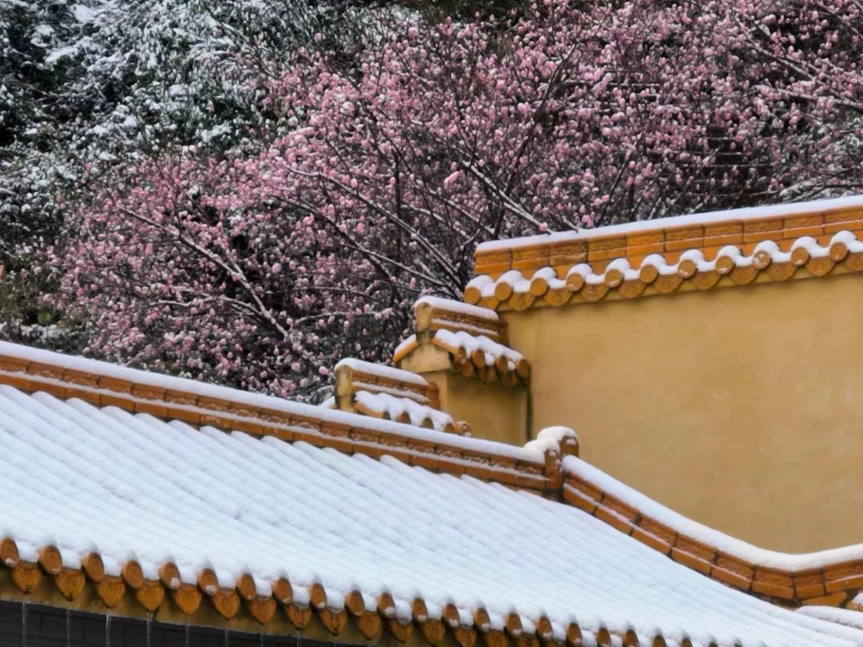 敬颂时绥，顺问冬安 ▍福建宝刹雪景大赏