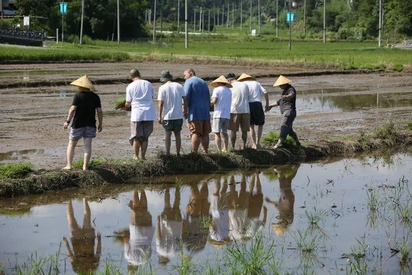 圣辉长老率湖南佛学院学僧到长沙县九溪古寺插秧