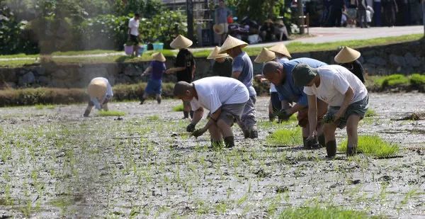 圣辉长老率湖南佛学院学僧到长沙县九溪古寺插秧