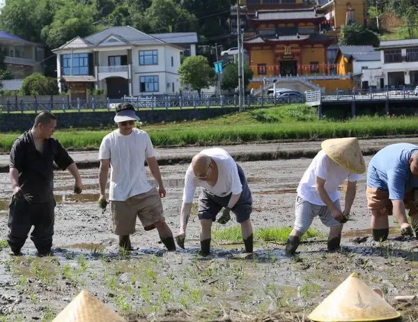 圣辉长老率湖南佛学院学僧到长沙县九溪古寺插秧