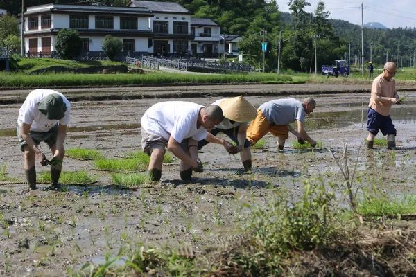 圣辉长老率湖南佛学院学僧到长沙县九溪古寺插秧