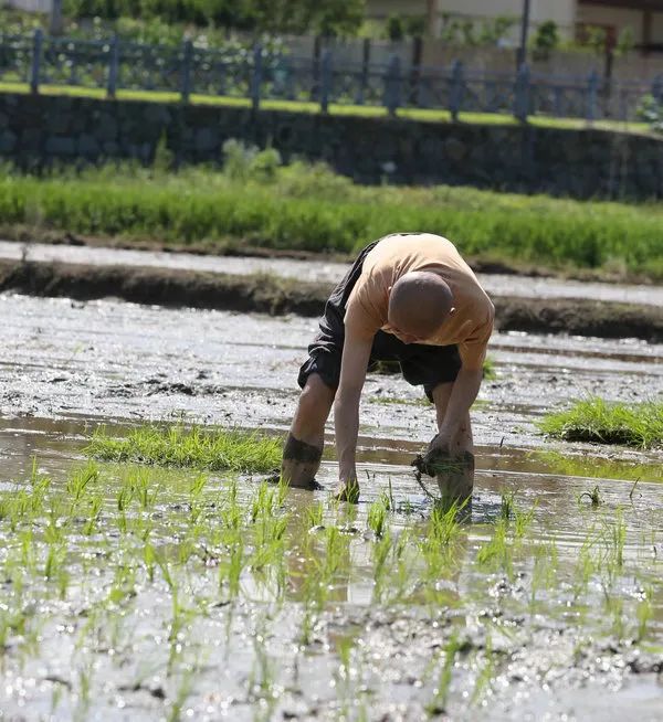 圣辉长老率湖南佛学院学僧到长沙县九溪古寺插秧