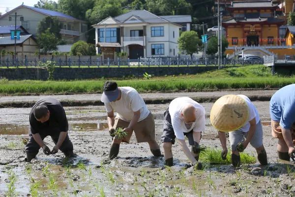 圣辉长老率湖南佛学院学僧到长沙县九溪古寺插秧