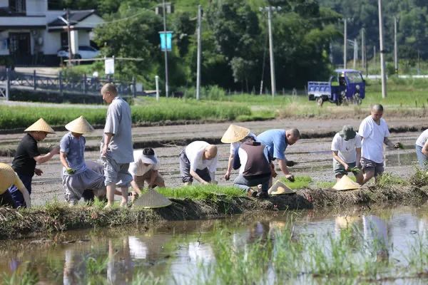 圣辉长老率湖南佛学院学僧到长沙县九溪古寺插秧