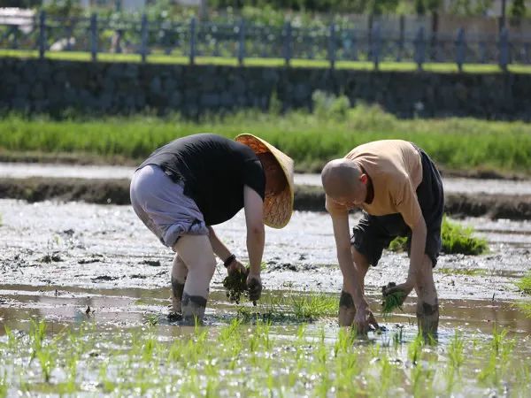 圣辉长老率湖南佛学院学僧到长沙县九溪古寺插秧