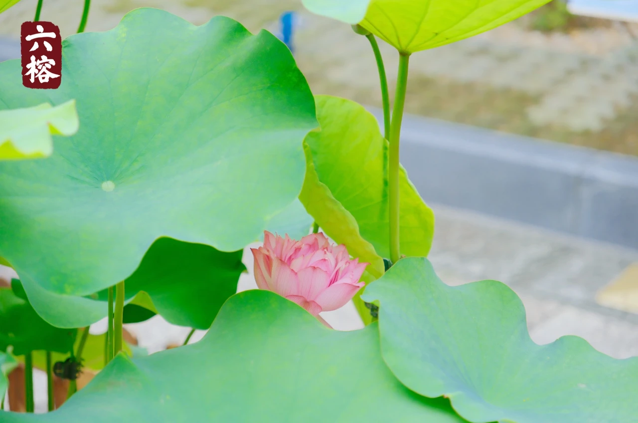 广州六榕寺：宝莲文化节启动仪式暨“莲花清晖，榕园忘归”寺院汉俳展览、游园祈福活动圆满