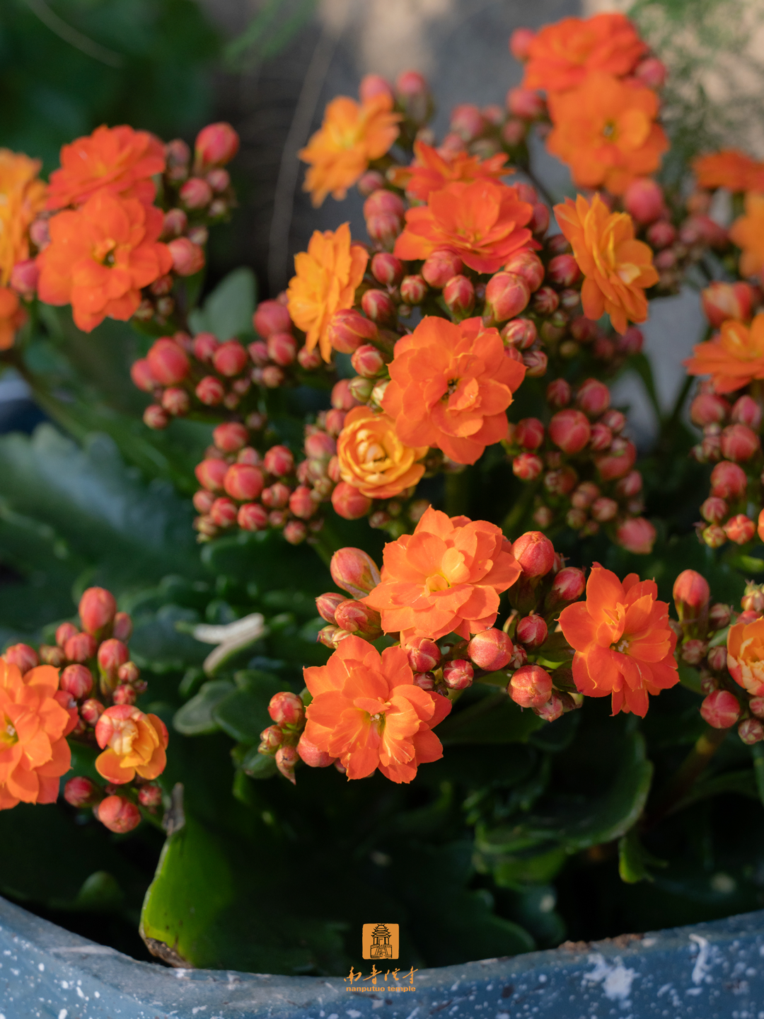 朝花夕拾，夏日如风