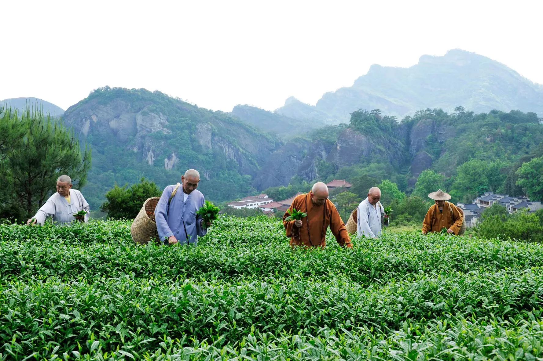 一家亲 ▍天心永乐禅寺与台湾的禅茶文化交流